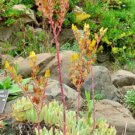 10 seeds - Dudleya caespitosa or Sand Lettuce Plant #ggvm5
