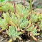 10 seeds - Dudleya caespitosa or Sand Lettuce Plant #ggvm5