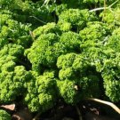 20 seeds - Parsley Frison Rare Plant #ggvm5