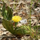 5 seeds - Opuntia humifusa - Prickly Pear Cactus Plant #ggvm5