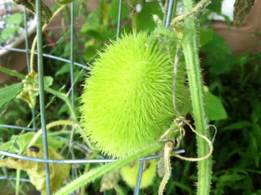 10 seeds - Cucumis dipsaceus - Wooly Bear Gourd Plant #ggvm5