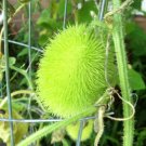 10 seeds - Cucumis dipsaceus - Wooly Bear Gourd Plant #ggvm5
