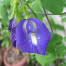10 seeds - Clitoria ternatea - Butterfly Pea Single Blue Plant #ggvm5
