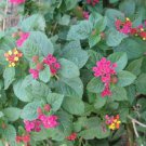 10 seeds - Lantana Carlos Pink Plant #ggvm5