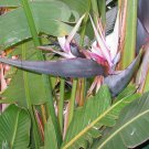 8 seeds - Strelitzia nicolai - White Bird of Paradise Plant #ggvm5