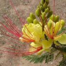 10 seeds - Caesalpinia gilliesii - Bird of Paradise Shrub Plant #ggvm5