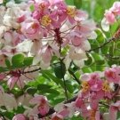 10 seeds - Cassia javanica - Apple Blossom Tree Plant #ggvm5