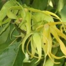10 seeds - Cananga odorata - Ylang Ylang Channel Plant #ggvm5