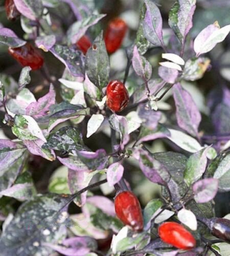 15 seeds - Capsicum annuum - Calico Pepper Edible Ornamental Plant #ggvm5