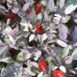 15 seeds - Capsicum annuum - Calico Pepper Edible Ornamental Plant #ggvm5