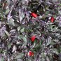 15 seeds - Capsicum annuum - Calico Pepper Edible Ornamental Plant #ggvm5