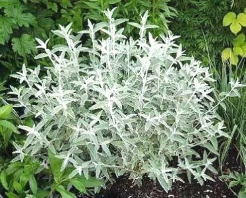 20 seeds - Buddleia davidii Silver Frost Plant #ggvm5
