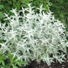 20 seeds - Buddleia davidii Silver Frost Plant #ggvm5