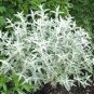 20 seeds - Buddleia davidii Silver Frost Plant #ggvm5