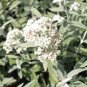 20 seeds - Buddleia davidii Silver Frost Plant #ggvm5