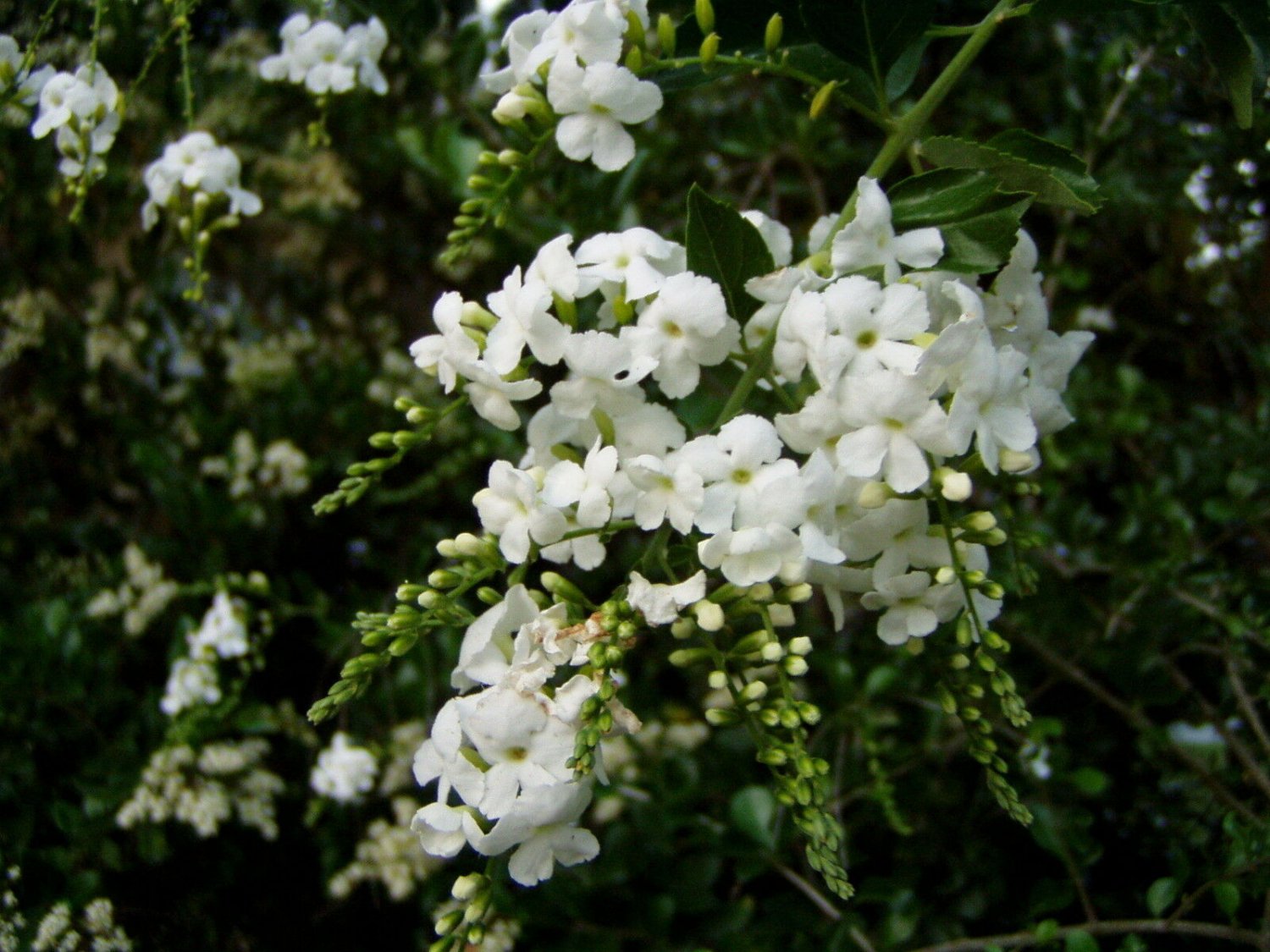 10 seeds - Rare shrub - Duranta Erecta Pure White Plant #ggvm5