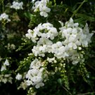 10 seeds - Rare shrub - Duranta Erecta Pure White Plant #ggvm5