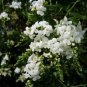 10 seeds - Rare shrub - Duranta Erecta Pure White Plant #ggvm5