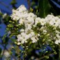 10 seeds - Rare shrub - Duranta Erecta Pure White Plant #ggvm5