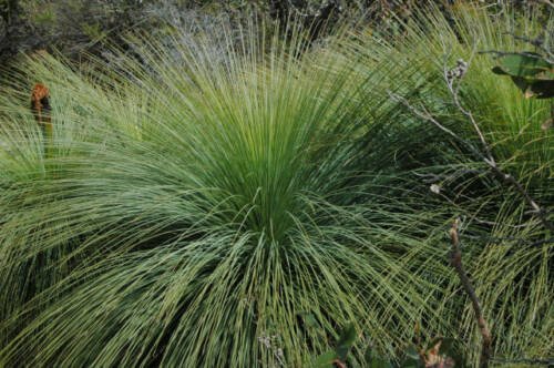 15 seeds - Xanthorrhoea preissii - Grass Tree Balga Plant #ggvm5