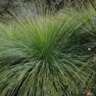 15 seeds - Xanthorrhoea preissii - Grass Tree Balga Plant #ggvm5