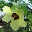 10 seeds - Hibiscus calyphyllus - Lemon Yellow Rosemallow Plant #ggvm5