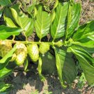 10 seeds - Morinda citrifolia - Noni For Juice Plant #ggvm5
