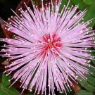 50 seeds - Mimosa pudica or Sensative Plant #ggvm5