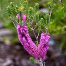 20 seeds - Melaleuca suberosa - Cork Bark Honey Myrtle Plant #ggvm5