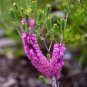 20 seeds - Melaleuca suberosa - Cork Bark Honey Myrtle Plant #ggvm5
