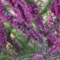 20 seeds - Melaleuca suberosa - Cork Bark Honey Myrtle Plant #ggvm5