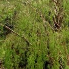 30 seeds - Leptospermum brachyandrum - Weeping Tea Tree Plant #ggvm5
