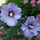 10 seeds - Hibiscus syriacus - Azurri Satin Plant #ggvm5