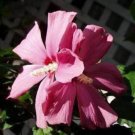 10 seeds - Hibiscus syriacus Aphrodite Plant #ggvm5