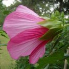 10 seeds - Hibiscus moscheutos - Sweet Caroline Plant #ggvm5