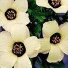 15 seeds - Hibiscus trionum Simply Love Plant #ggvm5