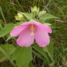 10 seeds - Hibiscus palustris or Rose Mallow Plant #ggvm5