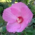 10 seeds - Hibiscus moscheutos Luna Pink Plant #ggvm5