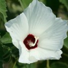 10 seeds - Hibiscus militaris Soldier Rose Mallow Plant #ggvm5