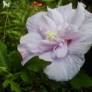 10 seeds - Hibiscus syriacus - Double Lavender Chiffon Plant #ggvm5