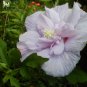 10 seeds - Hibiscus syriacus - Double Lavender Chiffon Plant #ggvm5