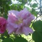 10 seeds - Hibiscus syriacus - Double Lavender Chiffon Plant #ggvm5
