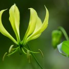 10 seeds - Gloriosa greenii Plant #ggvm5