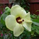 10 seeds - Hibiscus aculeatus Comfortroot Plant #ggvm5