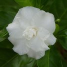 20 seeds - Gardenia jasminoides - Cape jasmine Plant #ggvm5