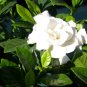 20 seeds - Gardenia jasminoides - Cape jasmine Plant #ggvm5