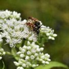 50 seeds - Eupatorium perfoliatum Boneset Plant #ggvm5