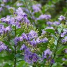 10 seeds - Duranta erecta Periwinkle Blue shrub Plant #ggvm5