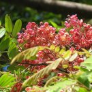 8 seeds - Cassia roxburghii Red Cassia Plant #ggvm5