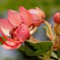 8 seeds - Cassia roxburghii Red Cassia Plant #ggvm5